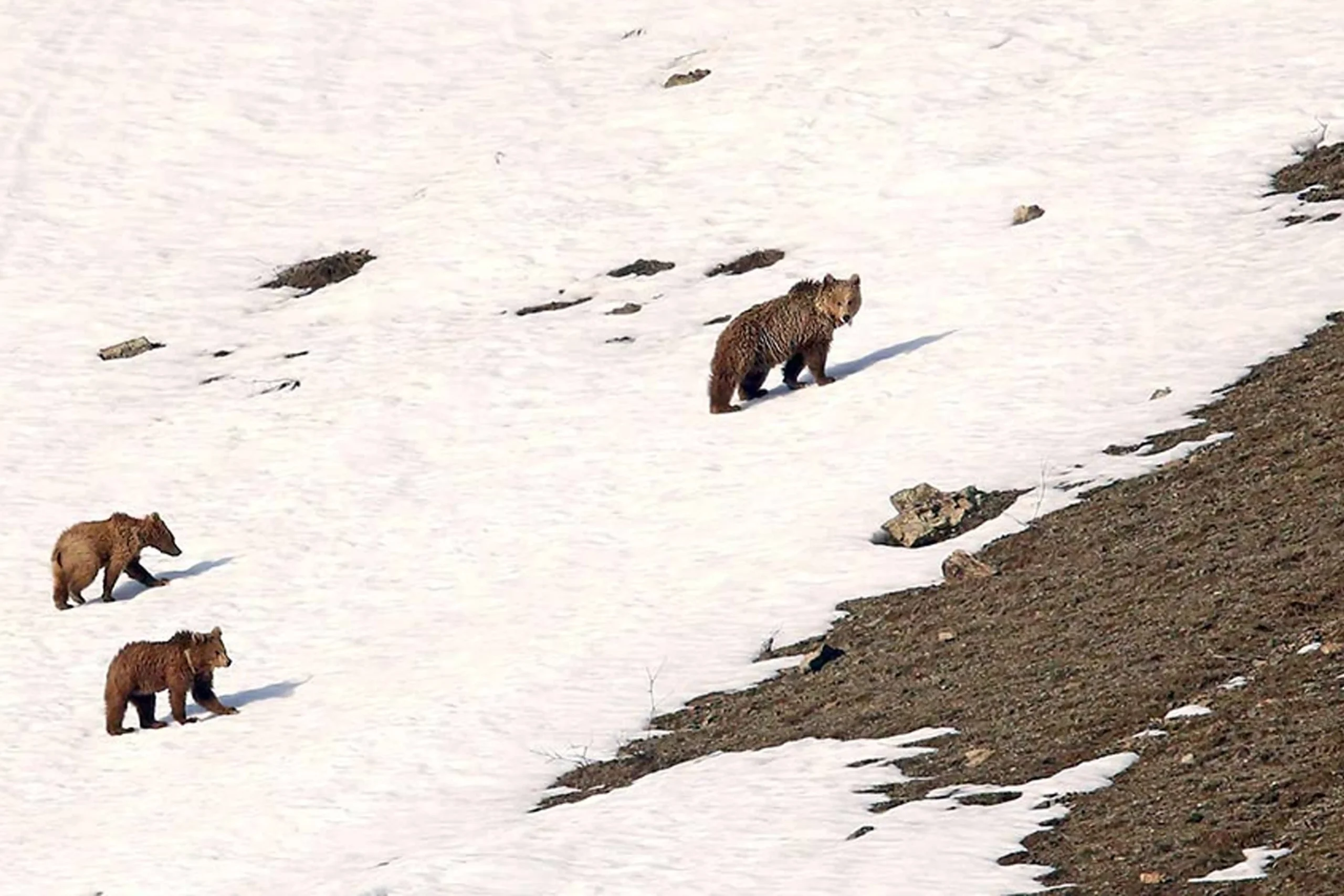 himalayan brown bear