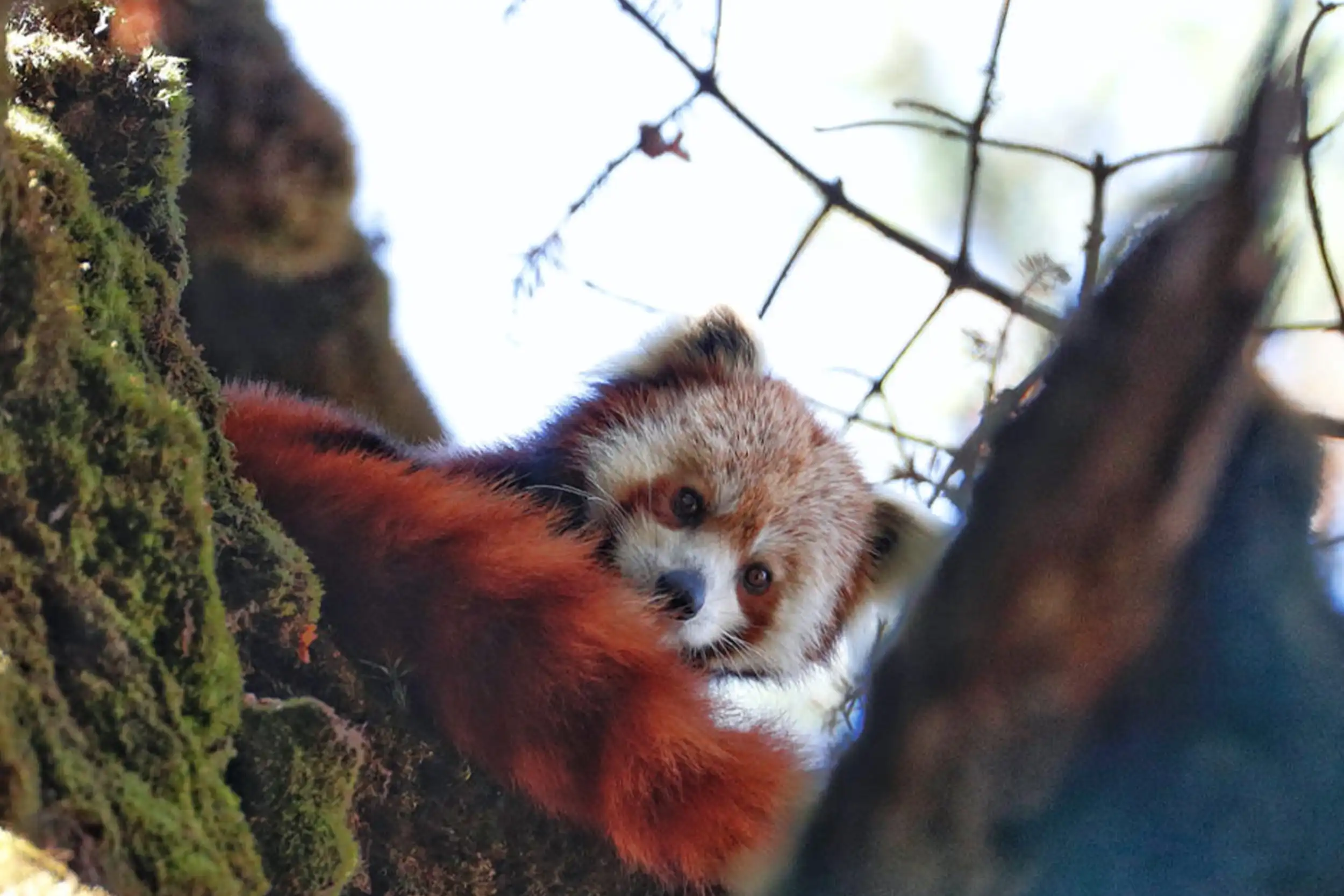 red panda